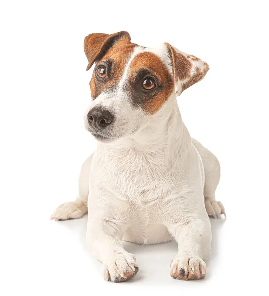 Leuke Jack Russell Terriër op witte achtergrond — Stockfoto