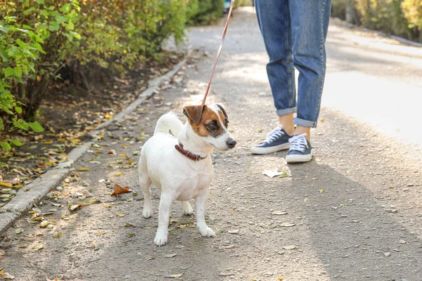 Frau geht mit ihrem süßen Hund im Park spazieren — Stockfoto