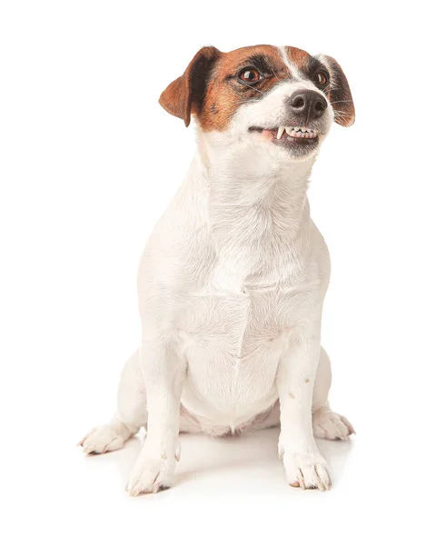 Lindo Jack Russell terrier sobre fondo blanco — Foto de Stock