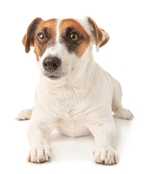 Bonito Jack Russell terrier no fundo branco — Fotografia de Stock