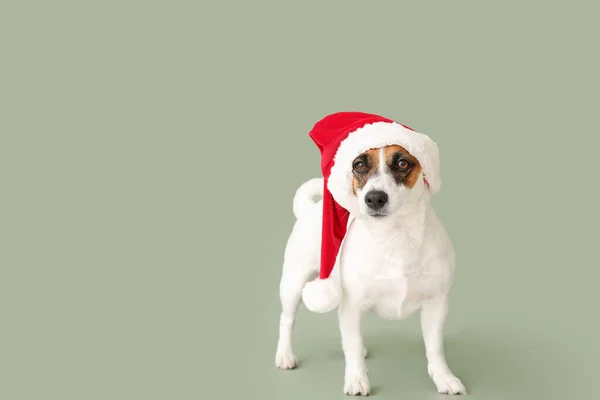Cute Jack Russell Terrier in Santa Claus hat on color background — Stock Photo, Image
