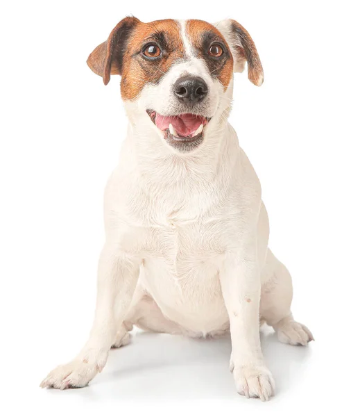 Lindo Jack Russell terrier sobre fondo blanco — Foto de Stock