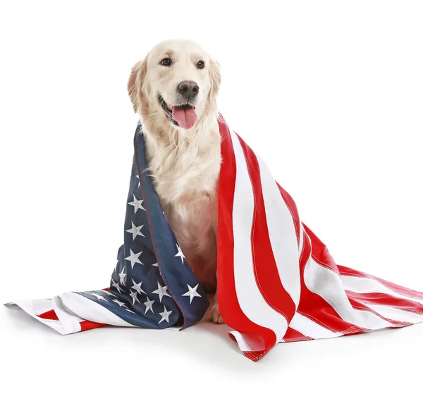 Cute golden retriever dog with USA flag on white background. Memorial Day celebration — Stock Photo, Image