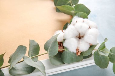Okaliptüs yapraklı güzel pamuk çiçekler ve arkaplanda çerçeve, yakın plan