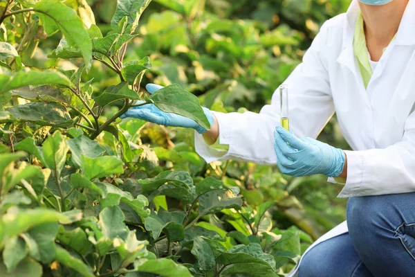 Ingeniera agrícola que trabaja en el campo —  Fotos de Stock