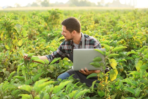 Mužský zemědělský inženýr pracující v terénu — Stock fotografie