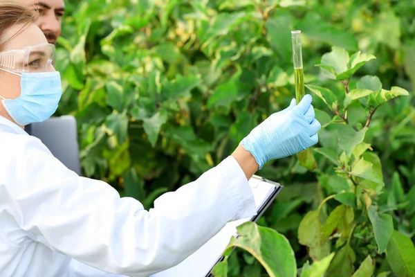 Engenheira agrícola feminina trabalhando no campo — Fotografia de Stock