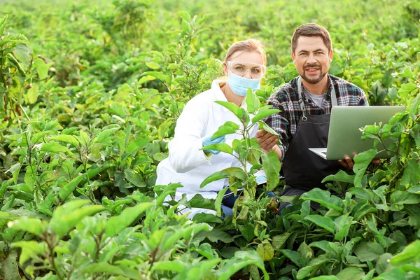 Agraringenieure bei der Feldarbeit — Stockfoto