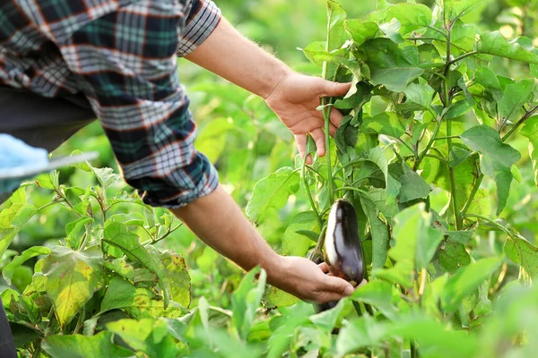 Male agricultural engineer working in field — ストック写真