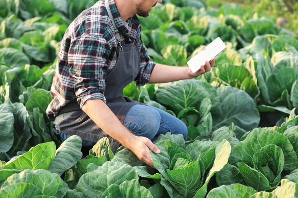 Male agricultural engineer working in field — Stock Photo, Image