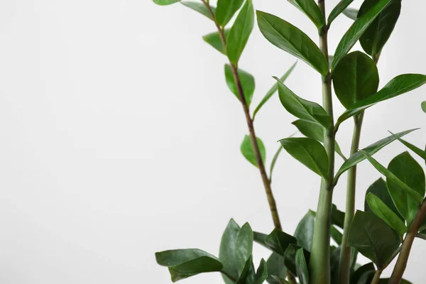 Green plant on white background