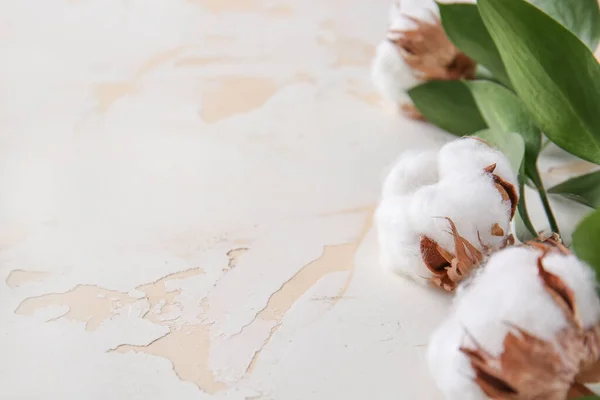 Beautiful cotton flowers with green branches on white background — Stock Photo, Image