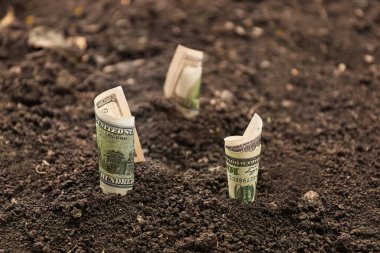 Toprakta büyüyen dolar banknotları. Kar kavramı