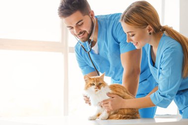 Veterinerler klinikteki sevimli kediyi inceliyor.
