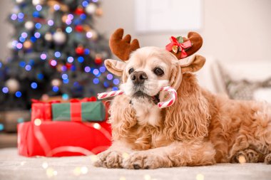 Geyik boynuzları ve şeker kamışlı şirin köpek Noel için dekore edilmiş.