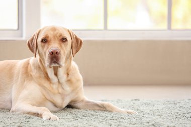 Evde yerde yatan sevimli köpek.