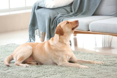 Evde yerde yatan sevimli köpek.