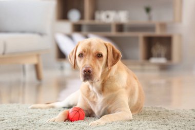 Evde oyuncağı olan sevimli bir köpek.