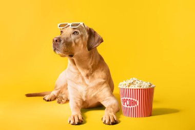 Bir kova patlamış mısır ve arka planda 3D gözlüklü sevimli bir köpek.