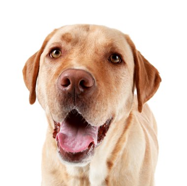 Beyaz arka plan üzerinde sevimli köpek