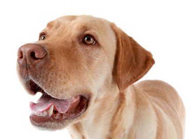 Beyaz arka plan üzerinde sevimli köpek