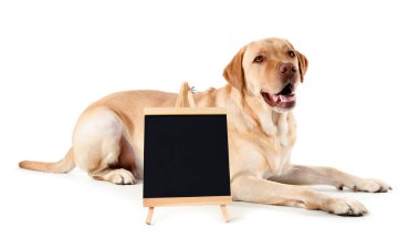 Beyaz arka planda boş tahtası olan sevimli bir köpek.