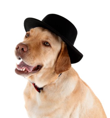 Beyaz arka planda şık, sevimli bir köpek.