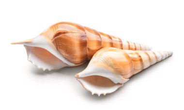 Beyaz arka planda güzel deniz kabukları