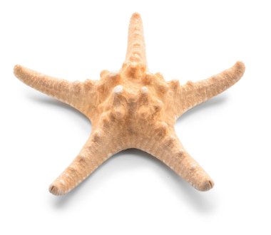 beyaz zemin üzerinde güzel deniz yıldızı