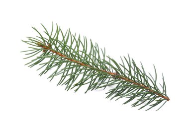 Beyaz arkaplanda güzel köknar ağacı dalı