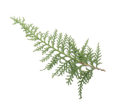 Beyaz arkaplanda güzel kozalaklı ağaç dalı