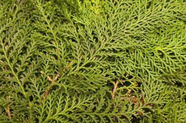 Arka plan olarak güzel kozalaklı ağaç dalları