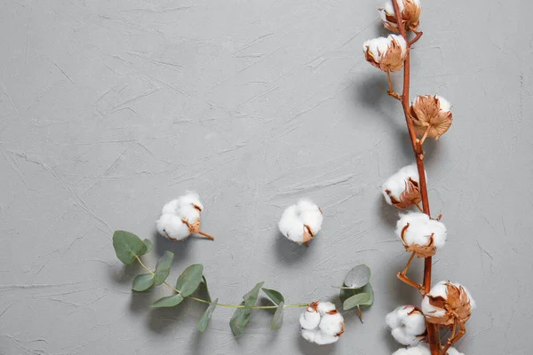 Beautiful cotton flowers with eucalyptus leaves on grey background — Stock Photo, Image