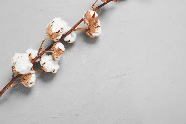 Beautiful cotton flowers on grey background — Stock Photo, Image