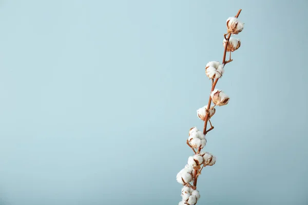 Renkli arkaplanda güzel pamuk çiçekleri — Stok fotoğraf