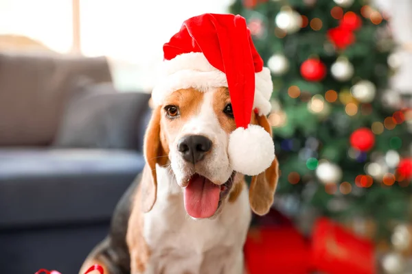 Niedlicher Hund mit Weihnachtsmütze im weihnachtlich dekorierten Zimmer — Stockfoto