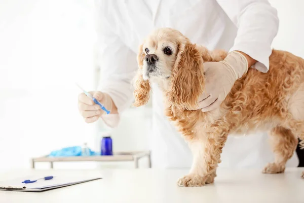 Veterinární lékař vakcinace roztomilý pes na klinice — Stock fotografie