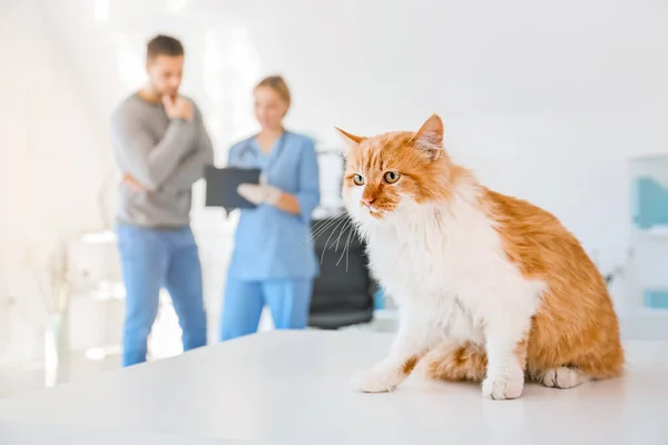 可愛いです猫オンテーブルで獣医クリニック — ストック写真