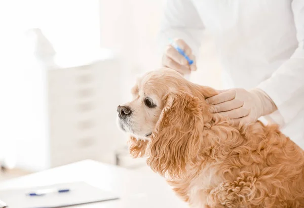 Veterinário vacinando cão bonito na clínica — Fotografia de Stock