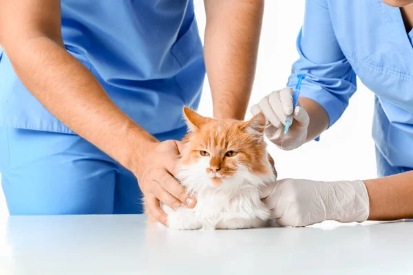 Veterináři očkování roztomilé kočky proti bílému pozadí, detailní záběr — Stock fotografie