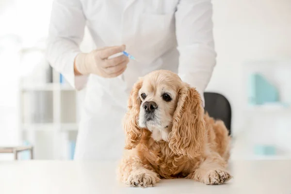 Veterinární lékař vakcinace roztomilý pes na klinice — Stock fotografie