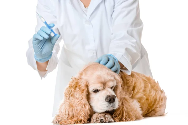 Dierenarts vaccineren schattige hond tegen witte achtergrond — Stockfoto