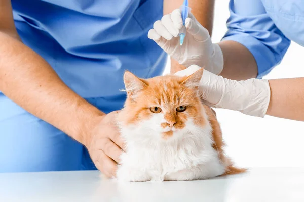 Lekarze weterynarii szczepiący uroczego kota na białym tle, zbliżenie — Zdjęcie stockowe