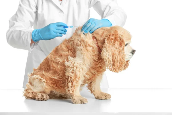 Veterinario vacunación lindo perro contra fondo blanco — Foto de Stock