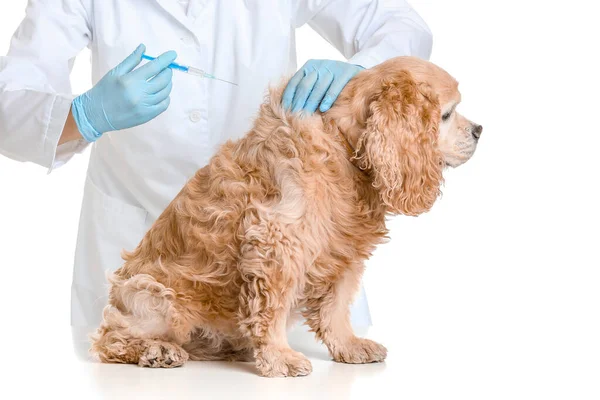Weterynarz szczepiący uroczego psa na białym tle — Zdjęcie stockowe