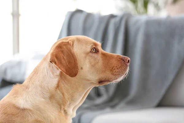 Portret de câine adorabil acasă — Fotografie, imagine de stoc