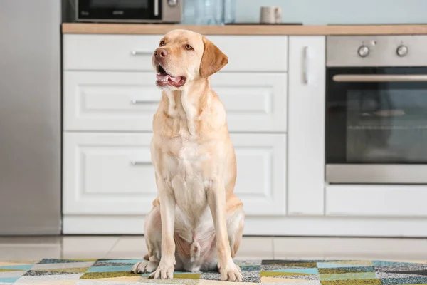 Portræt af sød hund i køkkenet - Stock-foto