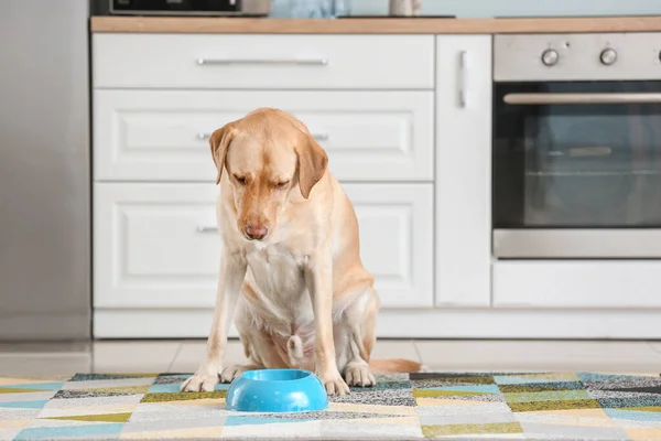 Adorable perro con plato de comida en la cocina — Foto de Stock