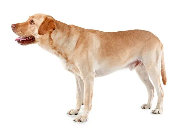 Entzückender Hund auf weißem Hintergrund — Stockfoto