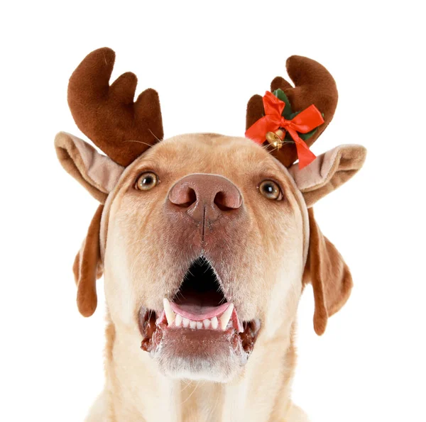 Cão adorável vestindo decoração de Natal no fundo branco — Fotografia de Stock